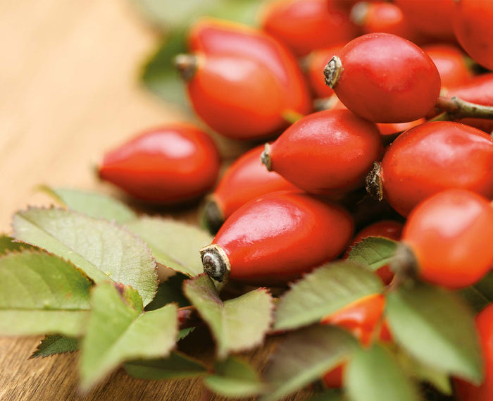 AP-4® Hagebutte aus Chile – Bio-Qualität als Pulver und Kapseln von Raab Vitalfood