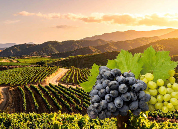 Bio-OPC Traubenkernextrakt – Polyphenole aus spanischen Cava-Trauben in Bio-Qualität