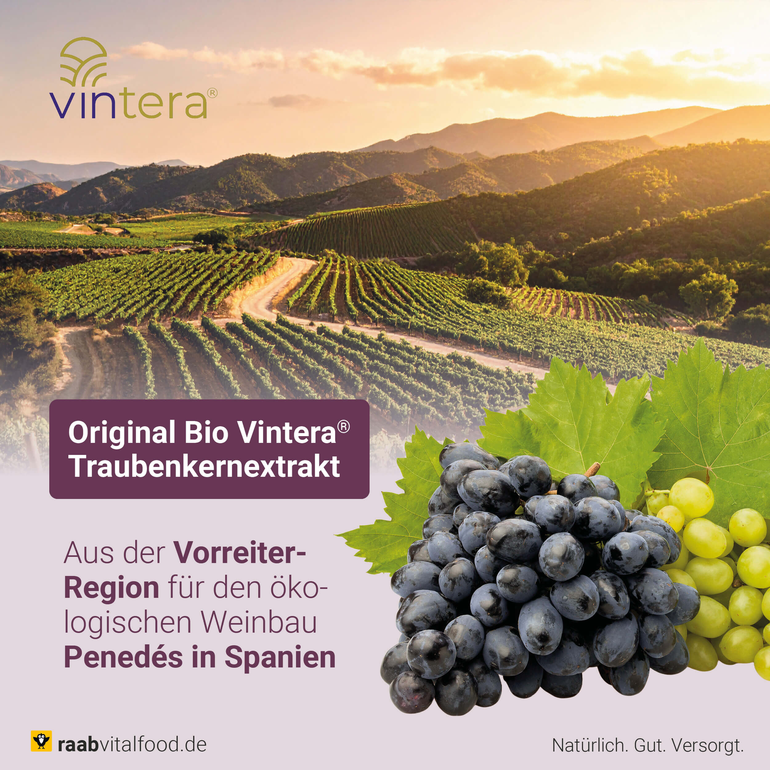 Original Bio Vintera Traubenkernextrakt aus Spanien